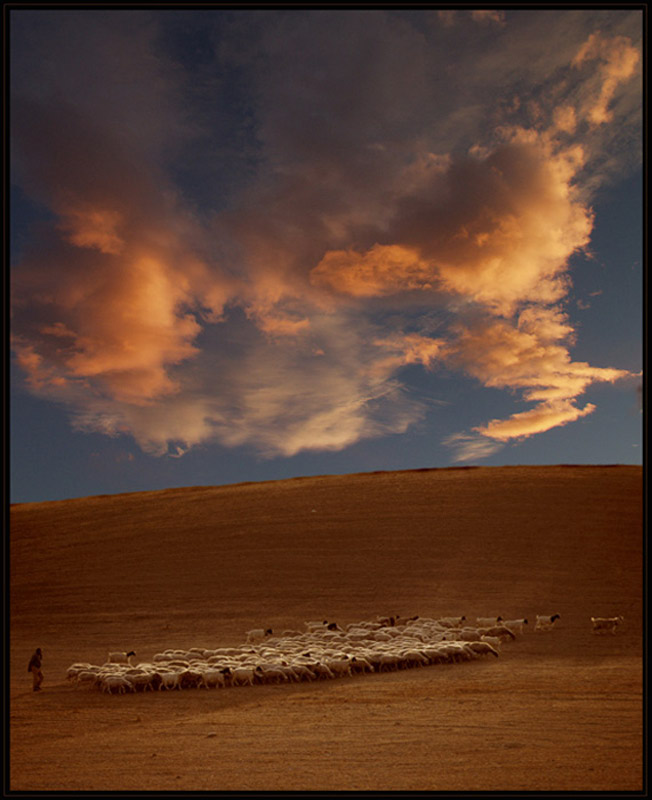 sheeps at sunset