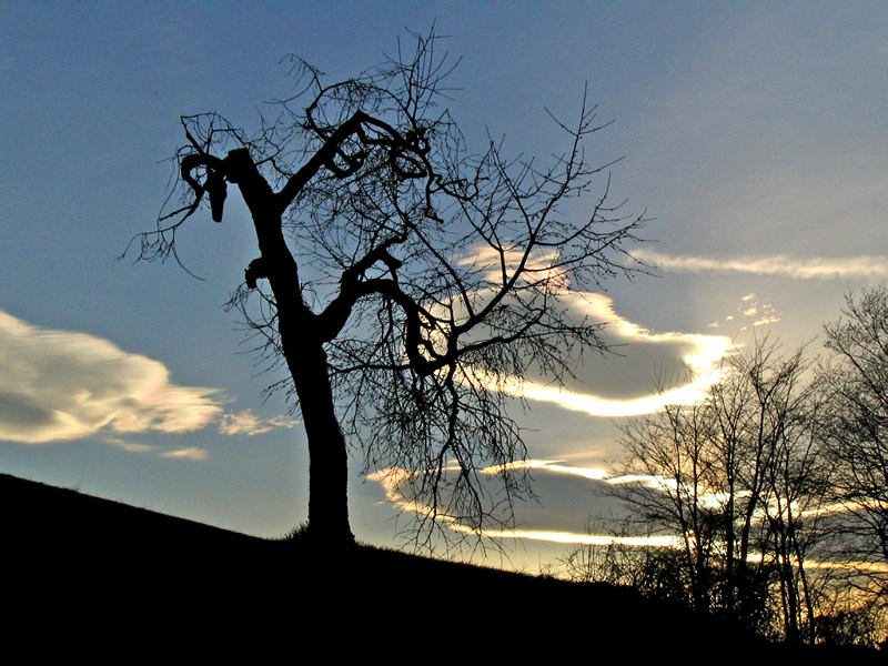 Tree contour