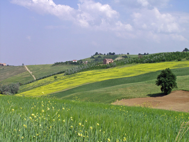 flowered field