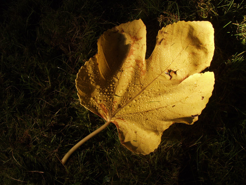 leaf in autumn at sunset