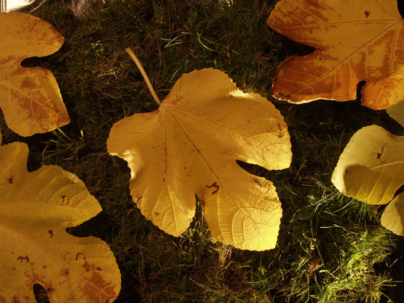 leaves in autumn