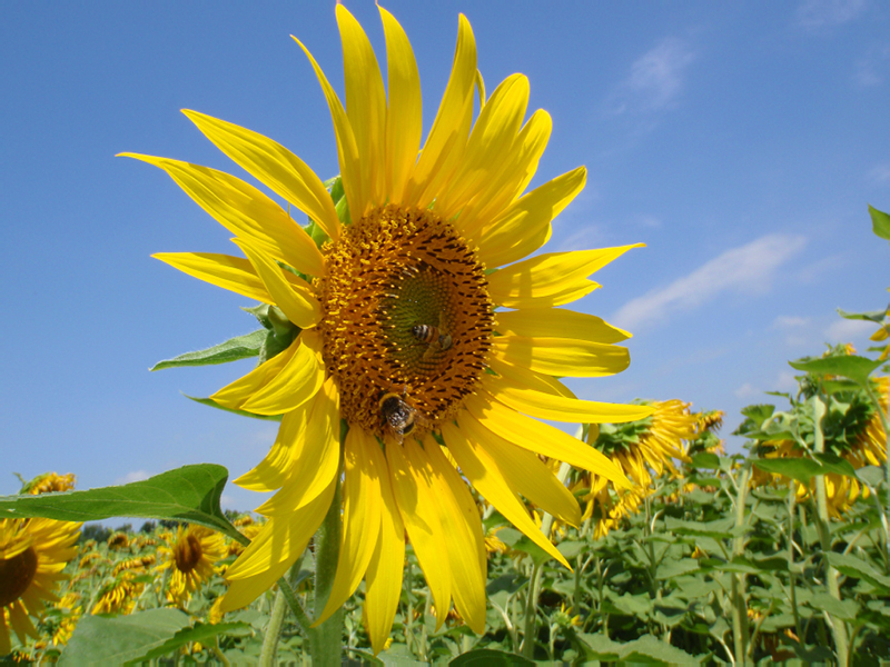 Girasoli 2