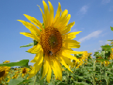 Girasoli 2