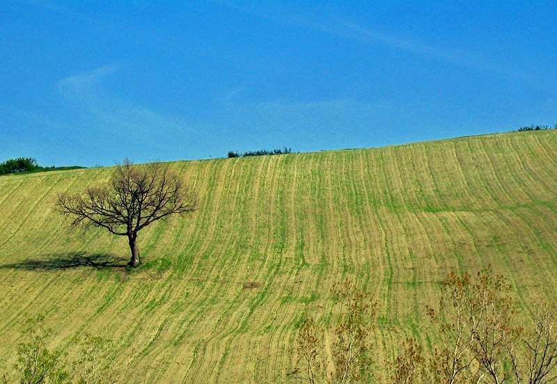 A tree in the corn field