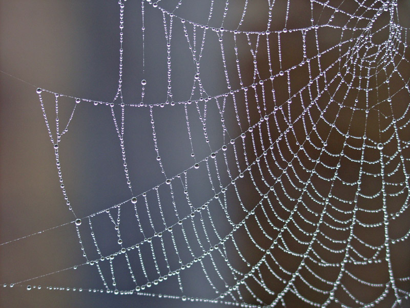 Cobweb