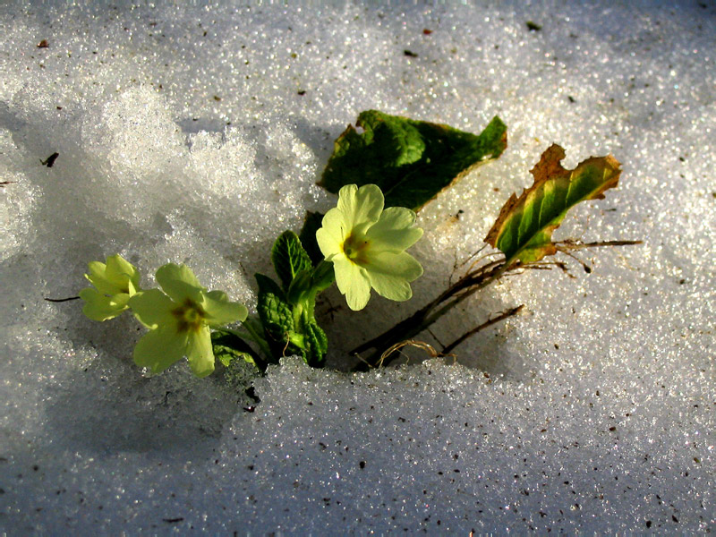 Flower in the snow