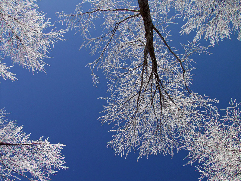 Hoarfrost on the trees