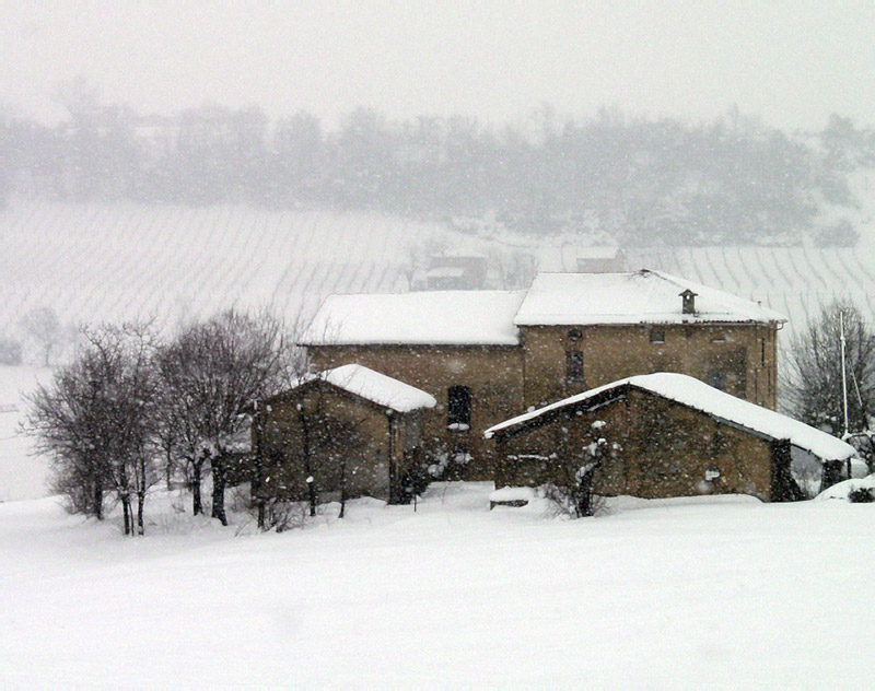 Snowed landscape