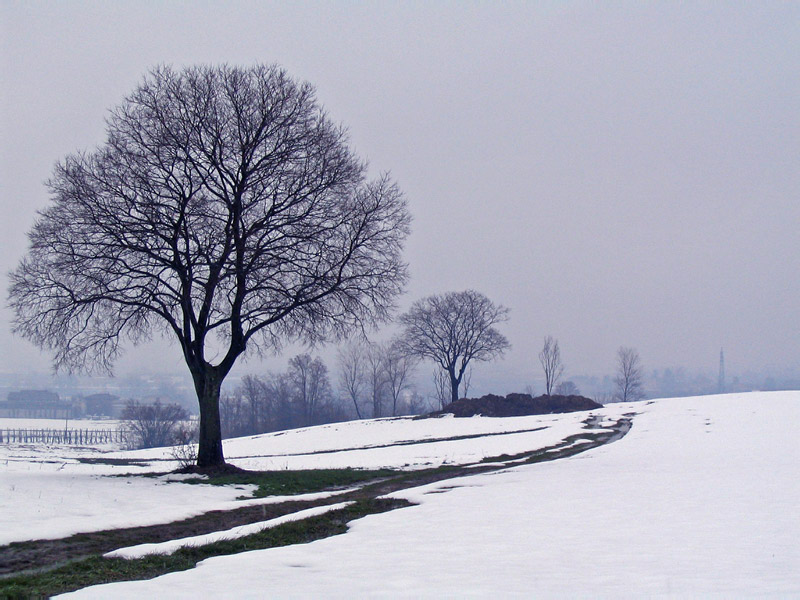 Winter landscape