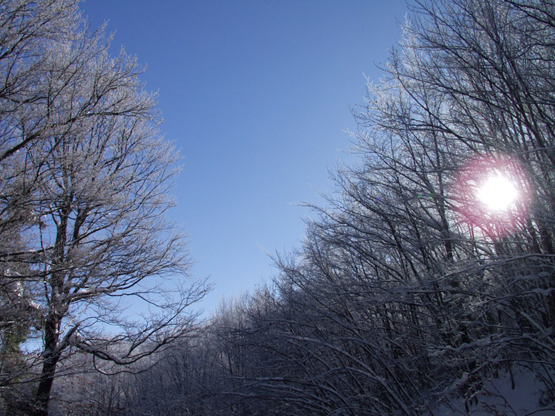 Wood in the snow