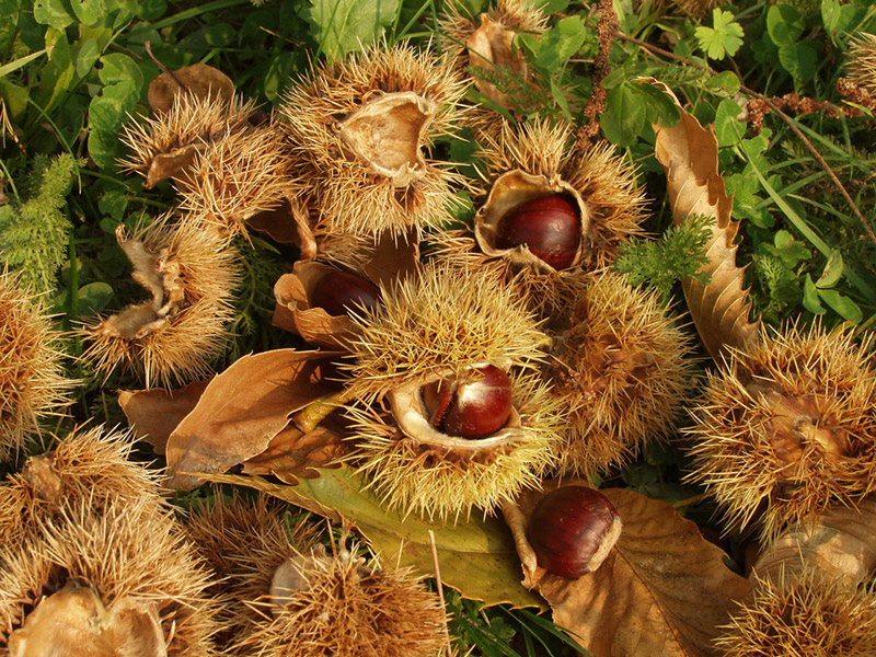 chestnuts