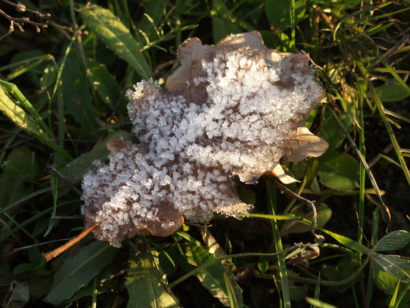 iced leaf