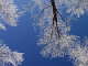 Hoarfrost on the trees